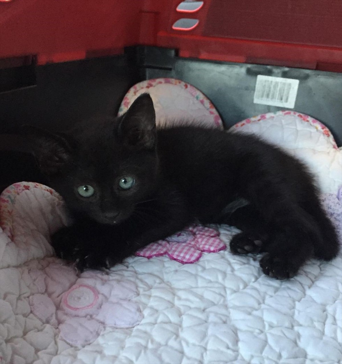 ゴミ箱のそばで横たわっていたボロボロの子猫 元気ないたずらっ子に成長し お兄ちゃん猫の愛情を一身に受ける Buzzmag