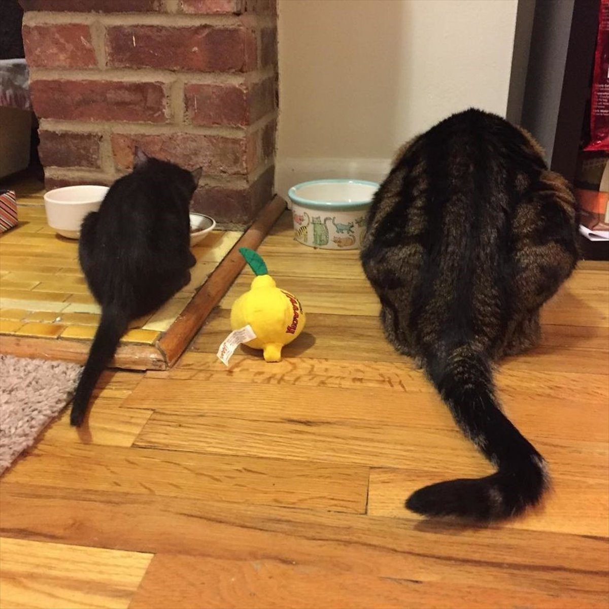 ゴミ箱のそばで横たわっていたボロボロの子猫 元気ないたずらっ子に成長し お兄ちゃん猫の愛情を一身に受ける Buzzmag