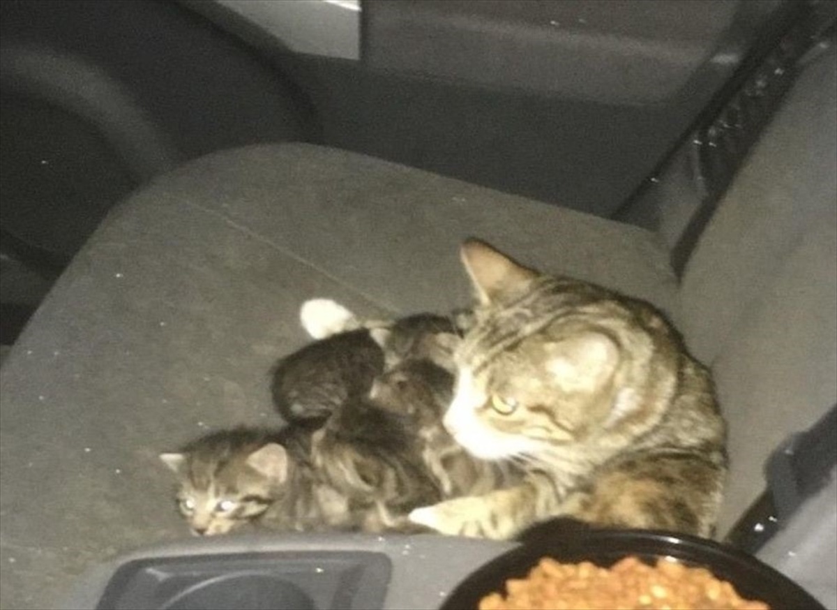Кошка с котятами у машины