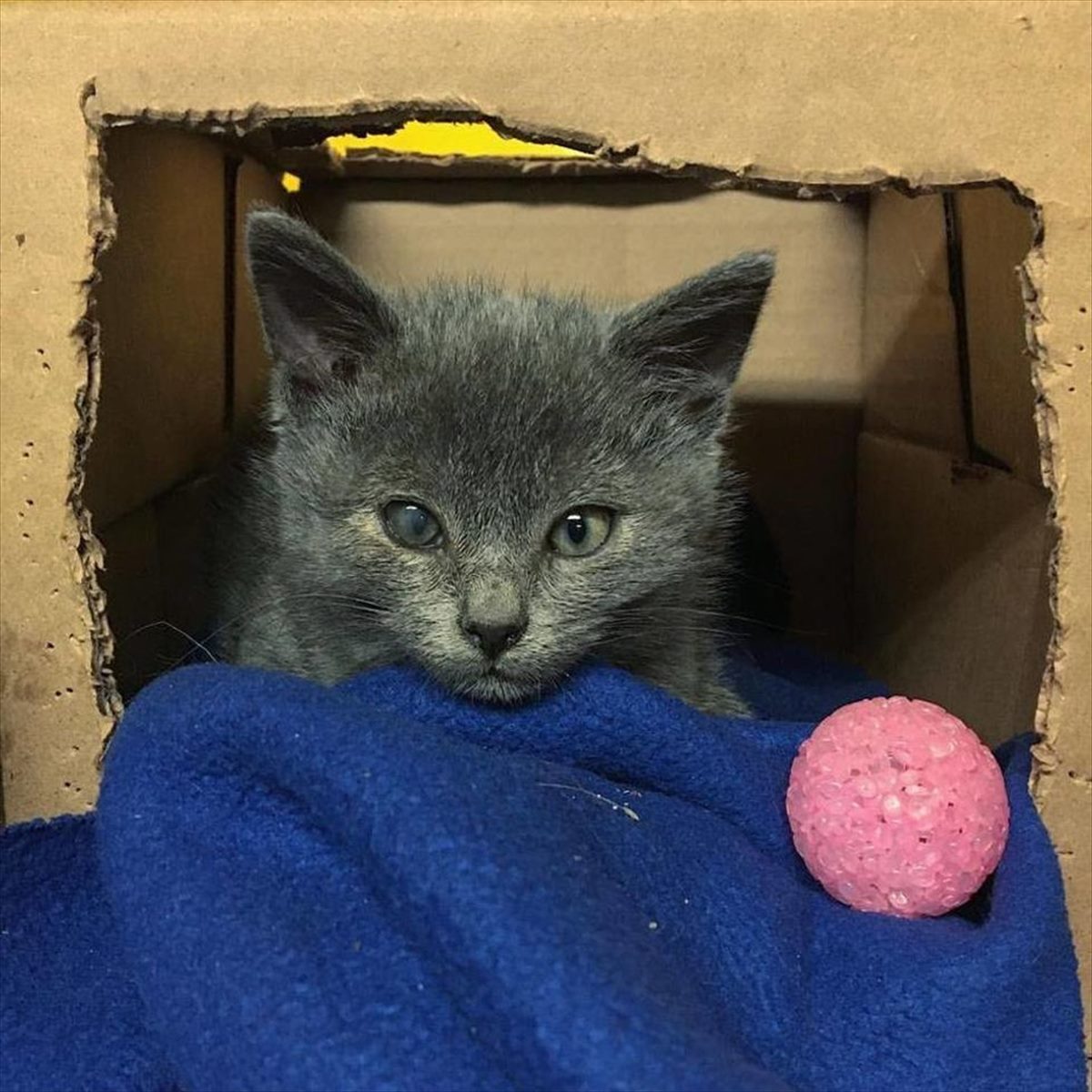 子猫 ガラスのように曇った角膜のせいで片目が見えない子猫 回復の望みは薄かったものの 諦めずに治療を続けた結果 Buzzmag