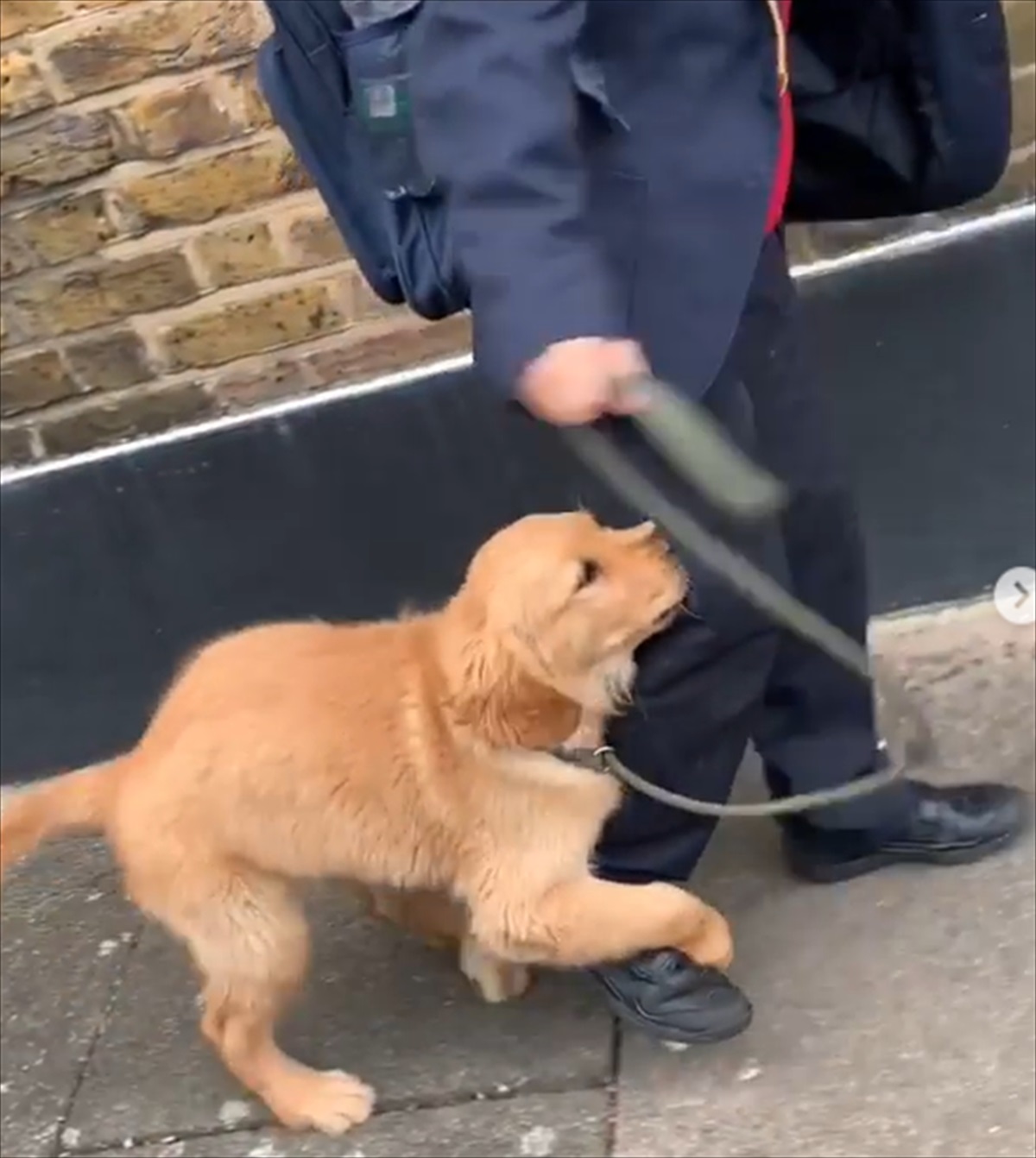 胸キュン ゴールデンレトリバーの子犬は 大好きな飼い主の 登校 を止めるために 必死で足にしがみついた Buzzmag