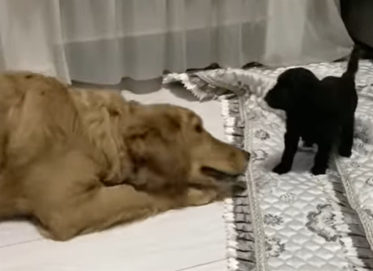 心優しいゴールデンレトリバーは ソワソワと落ち着かない 新入り の子犬を見て 温かな歓迎ぶりにホッコリ Buzzmag