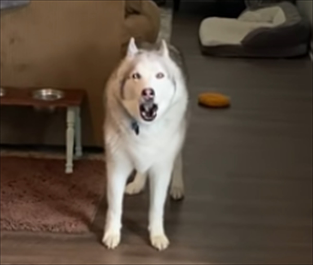 ボウルに足を入れ 水をくれ と熱烈に訴えるシベリアンハスキー 飼い主が準備を始めるも 待ちきれない様子で Buzzmag