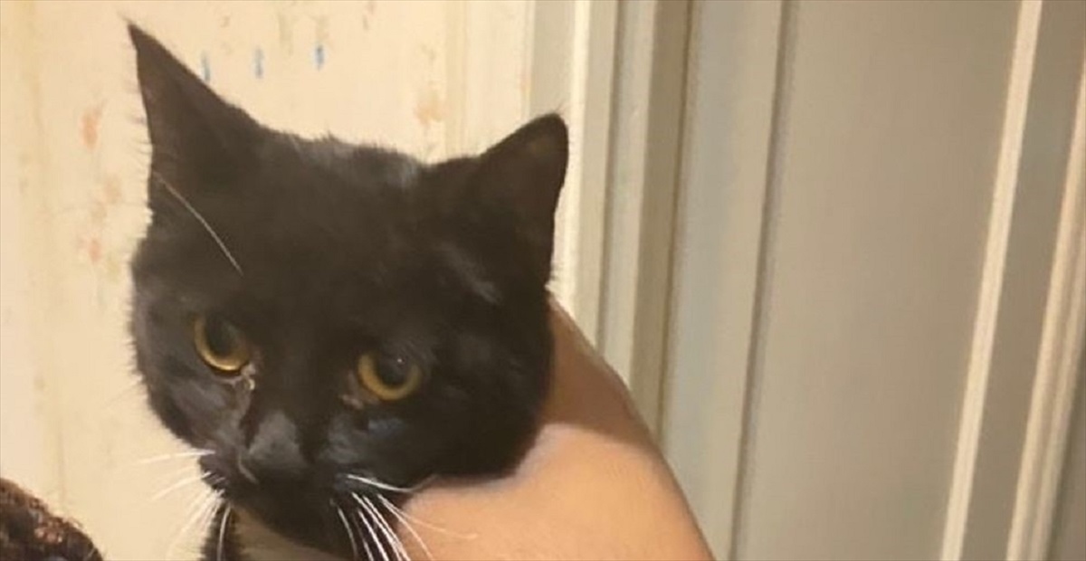 子猫 助けを求めて 屋根の上から鳴き声をあげていた子猫 心優しい人に救出されて 飼い猫暮らしへの1歩を踏み出した Buzzmag