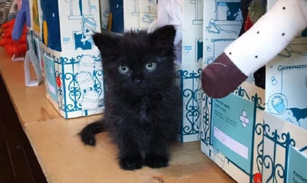 同居猫の皿から水をガブ飲みするイグアナ 直後 超気まずい展開 が訪れる 4枚 Buzzmag