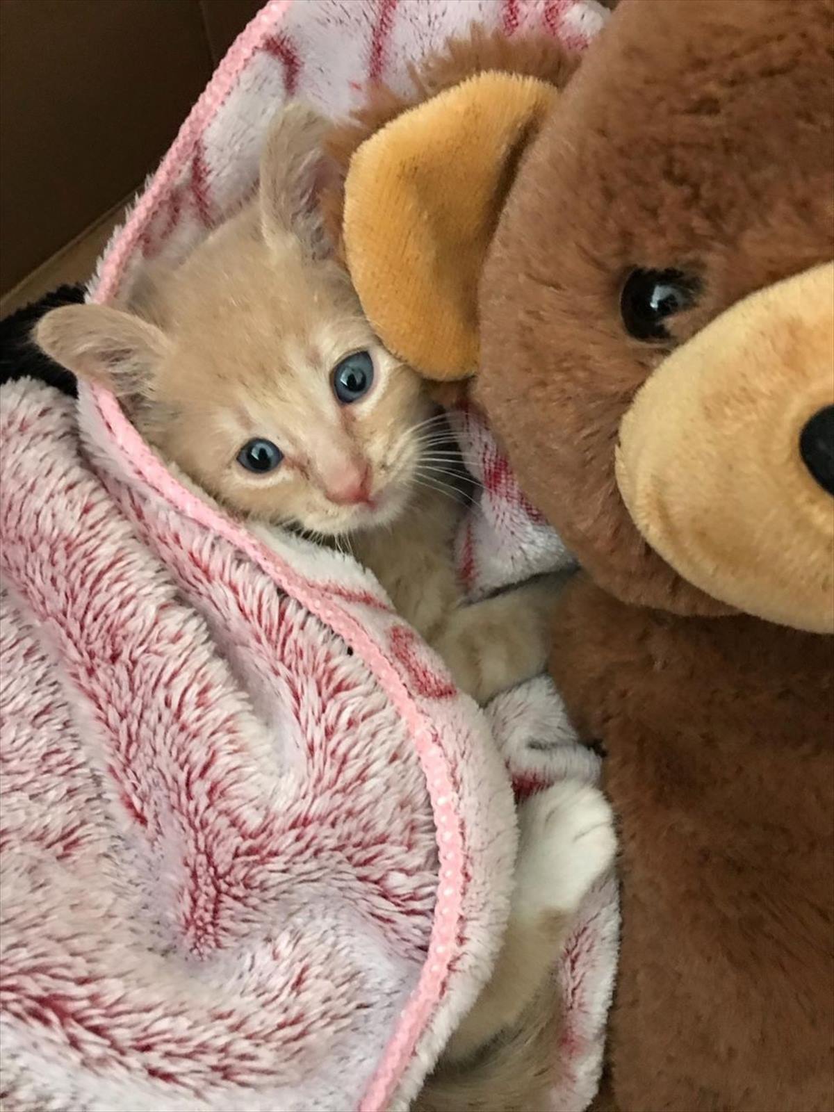 子猫 誰にも心を開かず 独りっきりになりたがっていた内気な子猫 でも 気の合う兄弟 との出会いで 世界が一変して Buzzmag