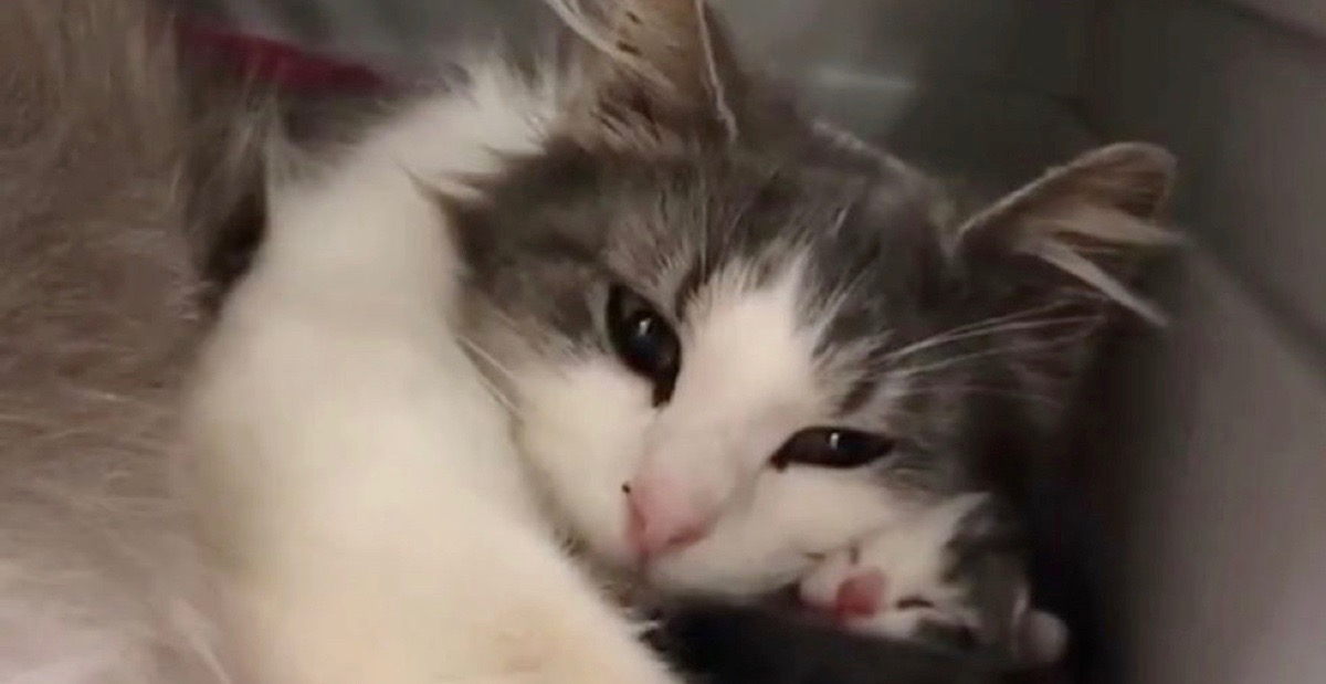 子猫】出産で2匹の子猫を失った耳の聞こえない母猫。障害を抱えながら 