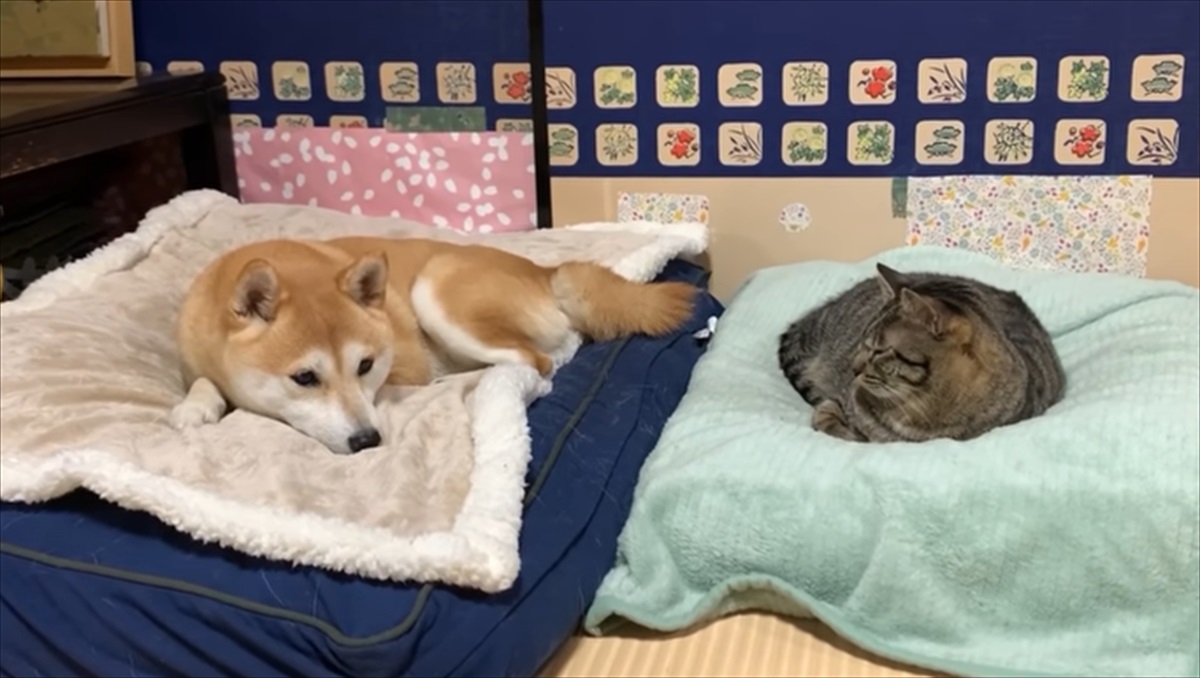 猫に寝床を奪われてしまった柴犬。悲壮感たっぷりの表情で念を送るも、まったく届かず…うなだれる姿が可愛い BUZZmag