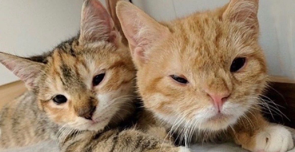 子猫 ダウン症を抱える子猫の兄妹 野良として お互いを支え合いながら生きてきた彼らに ついに安住の地が見つかった Buzzmag