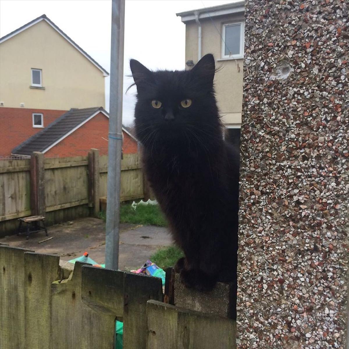 飼い主に捨てられ、野良猫となってしまった黒猫はu2026食べ物を探しに行っ 