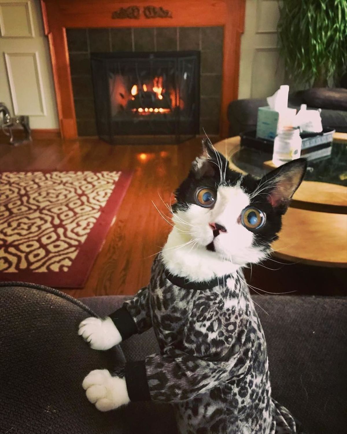 子猫 玄関先に置き去りにされていた 大きな瞳を持つ子猫 病気のせいで敏感な肌を守るため 服を着せてあげたら Buzzmag