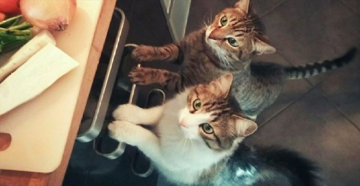子猫】 親とはぐれ、独りでさ迷っていた臆病な子猫。保護先で出会った 