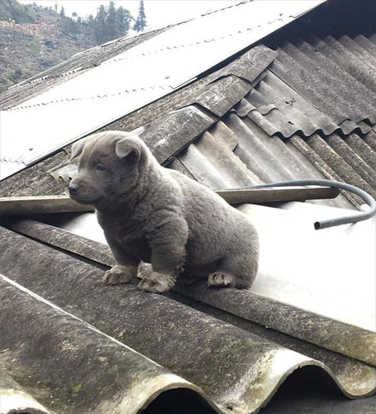 猫と犬のハイブリッド と話題を呼んだ ユニークな外見の子犬 一体どういうことかと写真を見たら 確かに Buzzmag