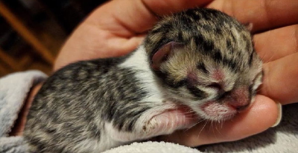 子猫 助けを求めて鳴き続けていた 生後わずか1日の子猫 ギリギリのところで救助されると 持ち前の人懐っこさを発揮した Buzzmag