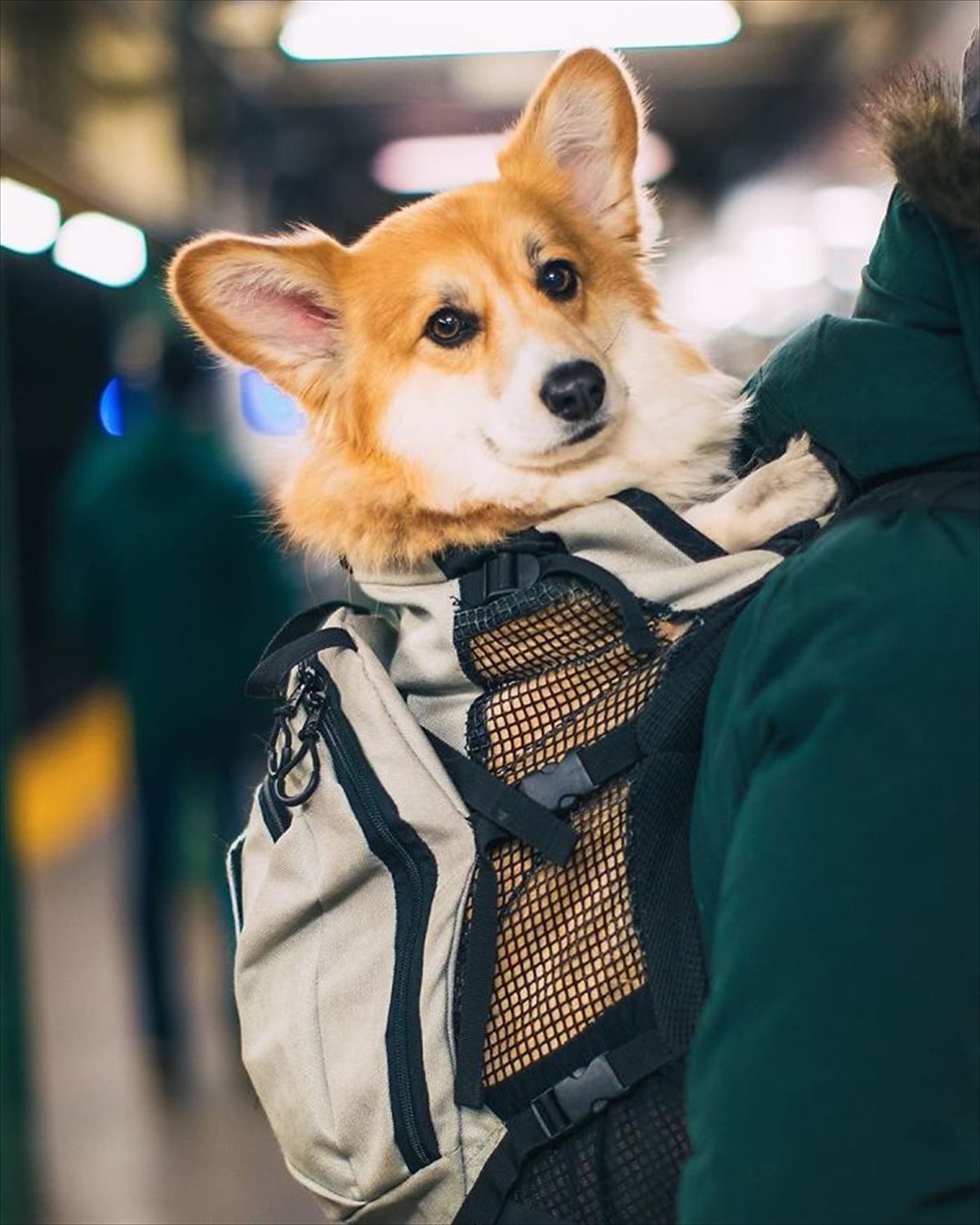 ニューヨークの地下鉄に現れるマスコット的存在のコーギー犬 その愛らしさで通勤の憂鬱を吹き飛ばし みんなの人気者に Buzzmag