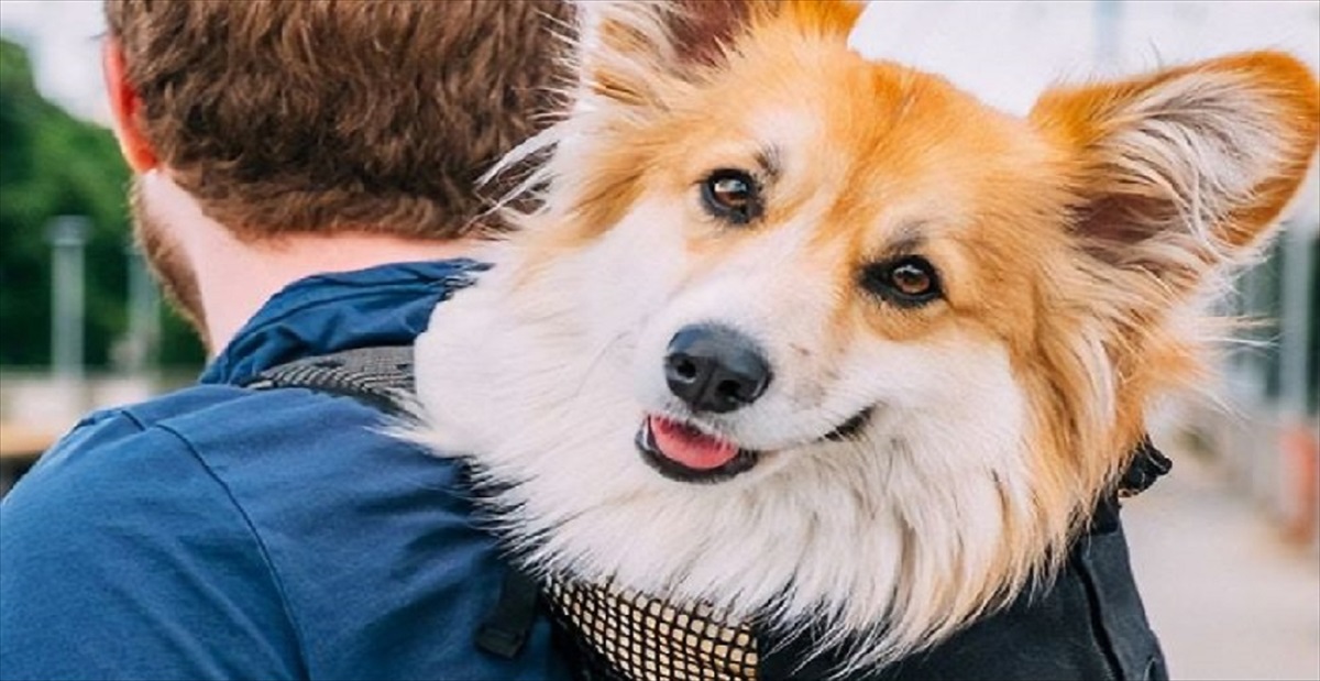 ニューヨークの地下鉄に現れるマスコット的存在のコーギー犬 その愛らしさで通勤の憂鬱を吹き飛ばし みんなの人気者に Buzzmag