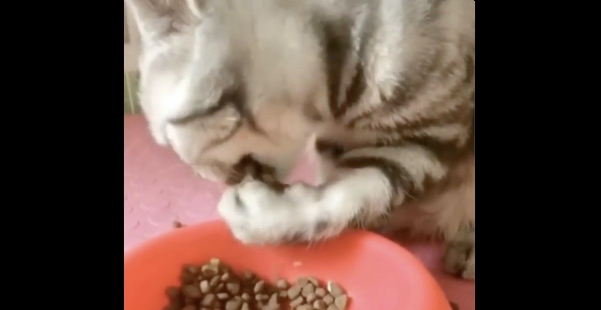 子猫 飼い主からキャットフードをもらった子猫 その 独特すぎる食べ方 に たまらず吹き出した Buzzmag