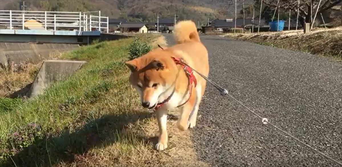 散歩が楽しすぎて 帰宅拒否 を決め込む柴犬 しかし やっぱり体は疲れていたようで ホッコリする一幕に笑った Buzzmag