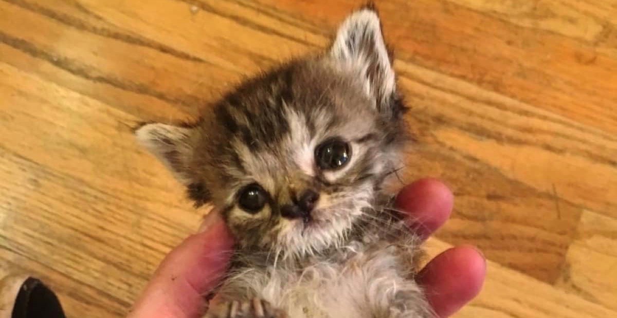 子猫 変わった形の鼻をもち 脳の障害から歩き方もぎこちない子猫は その むくれ顔 で 頑固な先輩猫をメロメロにした Buzzmag