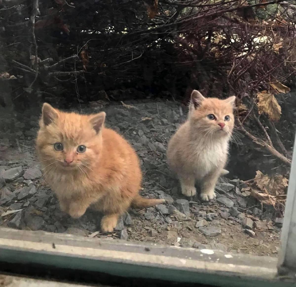 子猫 厳しい環境を生き延びた2匹の子猫 シャイな妹としっかり者のお兄ちゃんは 支え合って美しい猫へと成長を遂げた Buzzmag