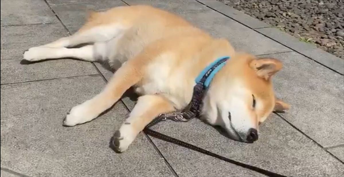 うららかな陽気の外を散歩中 ふと立ち止まった柴犬 一体どうしたのかと思ったら え そこで寝ちゃうの Buzzmag