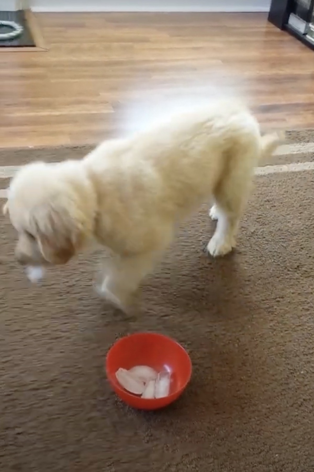 ゴールデンレトリバーの子犬に「初めての氷」をあげたら…怖がりながらも興味津々な姿に、ほっこり癒やされる