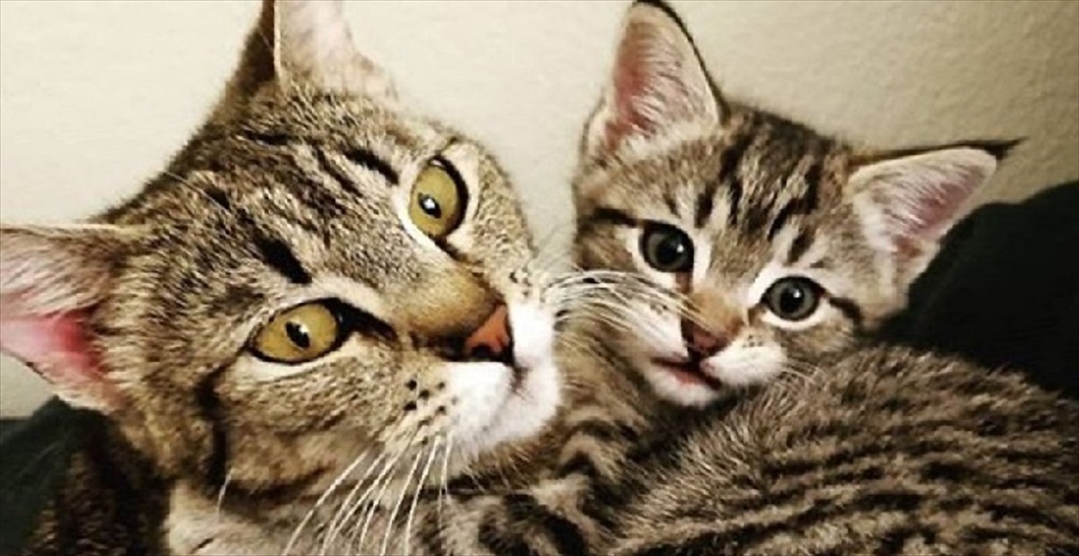 子猫 かたい絆で結ばれた猫の親子を保護 やがて 子猫の情報をネットで見た引き取り希望者が施設にやってきて Buzzmag