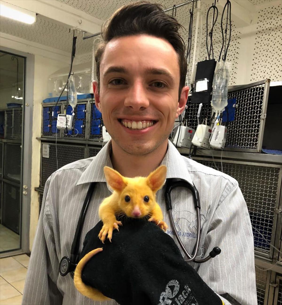 オーストラリアの動物病院で保護されたポッサム その姿が ポケモンの ピカチュウ にそっくりだと話題に Buzzmag