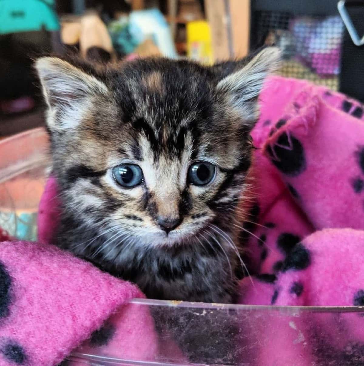 食事が摂れず やせ細っていた野良の子猫 それでも彼女は ライオンのような心 で ピンチを乗り越えた Buzzmag