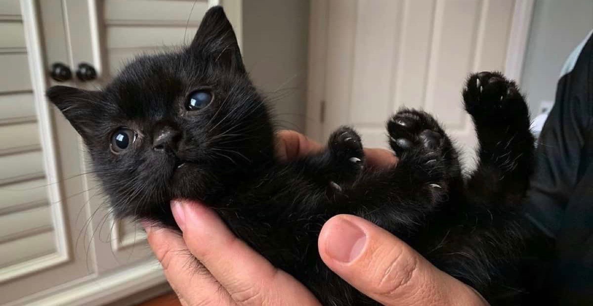 子猫】 神経の障害でフラついてしまう子猫。しかし、優しいケアのもと 
