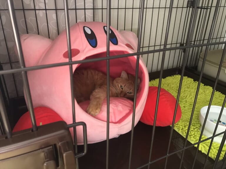 愛猫のケージに同居人として『カービィ』を招いたら…最高の光景！！ BUZZmag