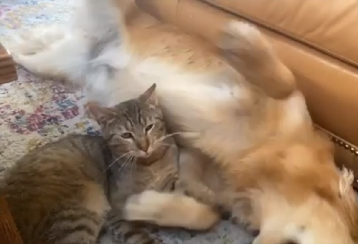 一緒に暮らす猫のことが大好きなゴールデンレトリバー。抑えきれない 