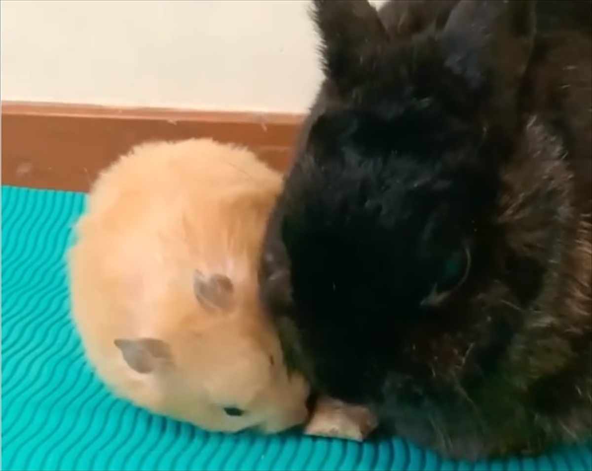 ウサギが食べているおやつが欲しいハムスター なんとかして奪おうと 驚異の瞬発力を発揮した結果 Buzzmag