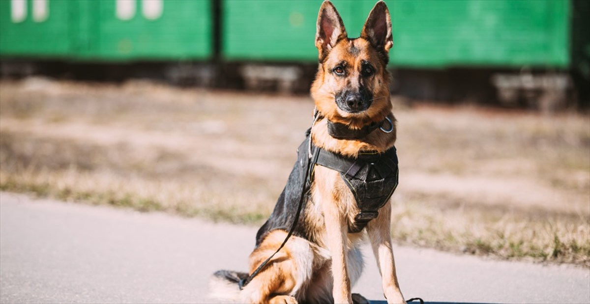 空港で 休憩している警察犬のジャーマンシェパードと警官を発見 その直後 彼らがとった 思わぬ行動 にホッコリ Buzzmag
