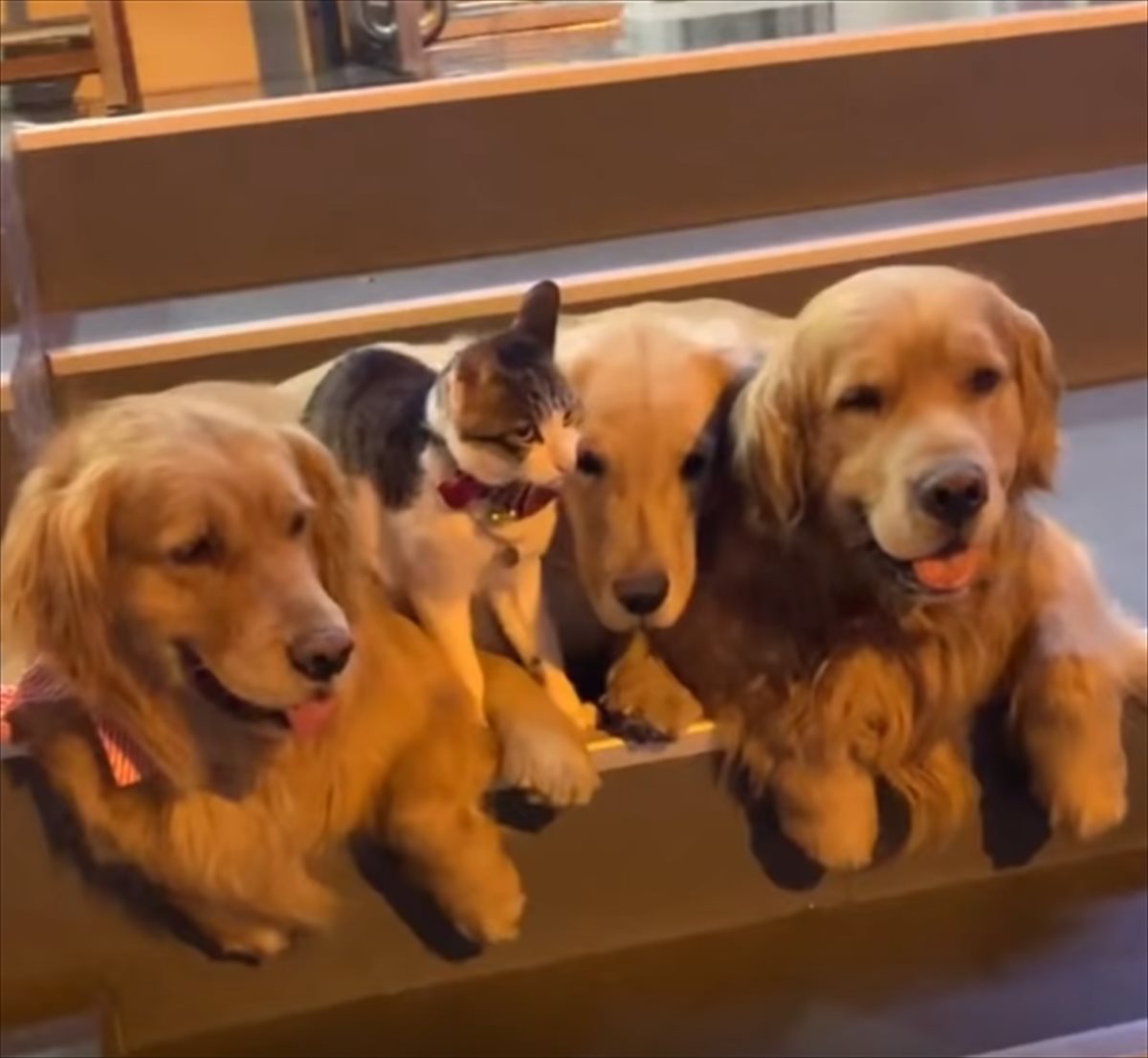 ともに暮らす3匹のゴールデンレトリバーと1匹の猫 種族を超えた友情をはぐくむ4匹の姿に ホッコリ心が癒された Buzzmag