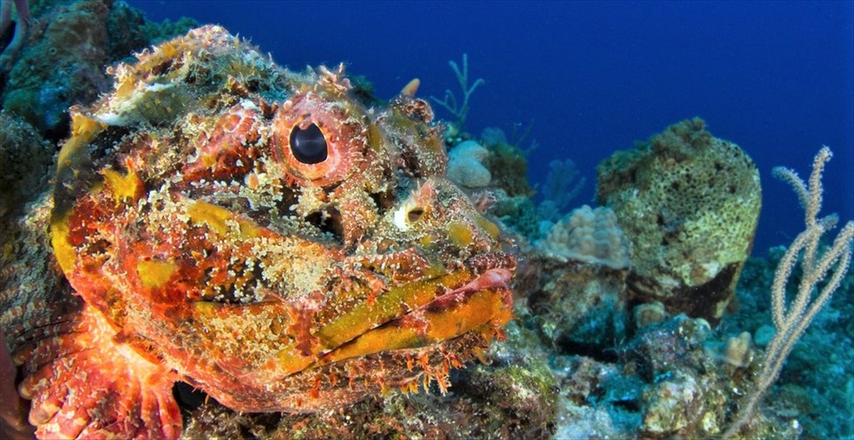 オニダルマオコゼ の危険性を説明したら 思わぬ誤解が生じた Buzzmag