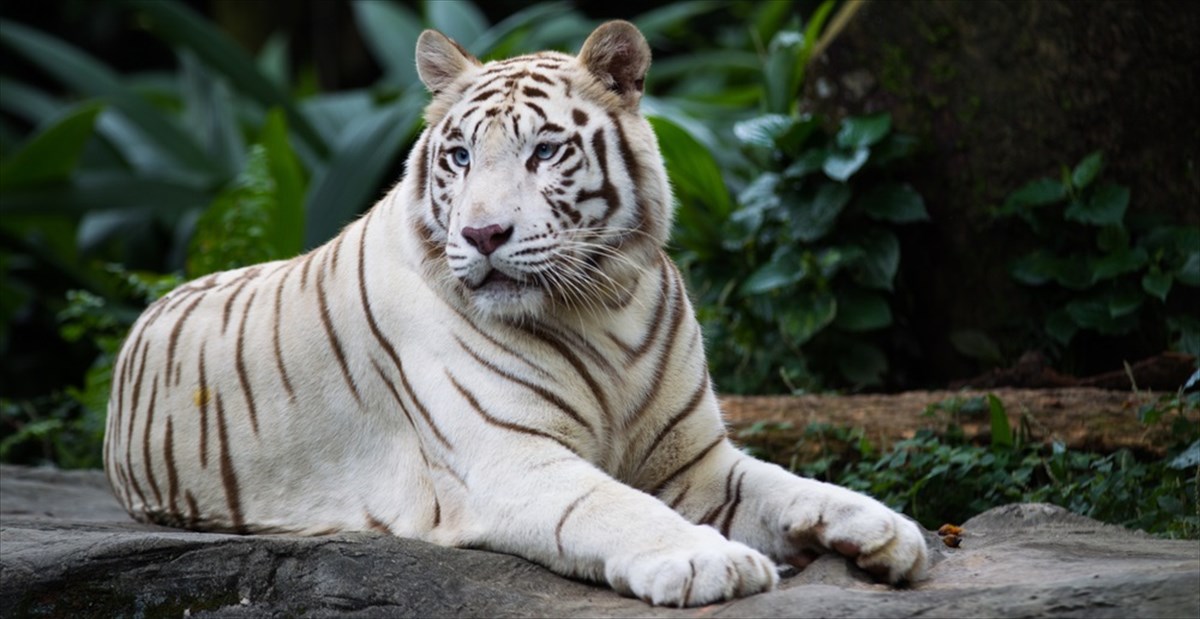 動物園の営業再開で ホワイトタイガーが 神対応 してくれた Buzzmag