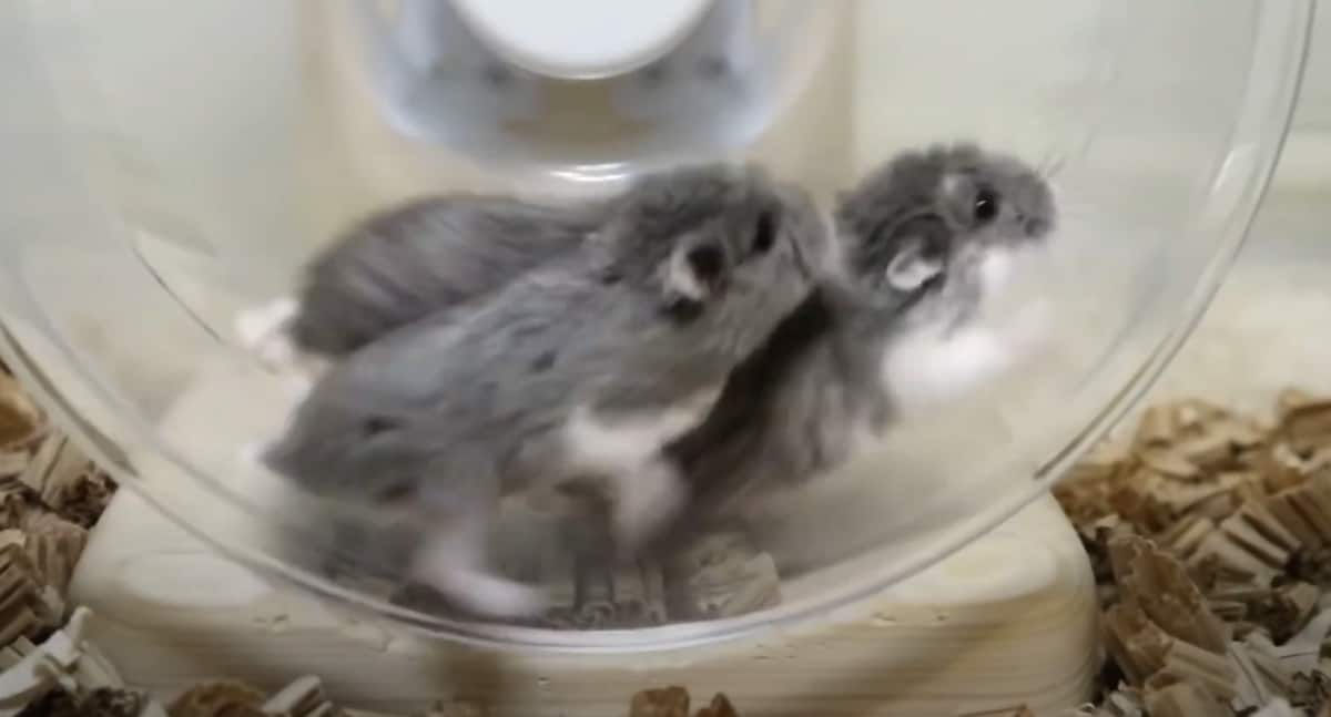 ハムスターの 回し車 の使い方は 性別によって違っていた 走って回す男の子に対して 女の子たちはなんと Buzzmag