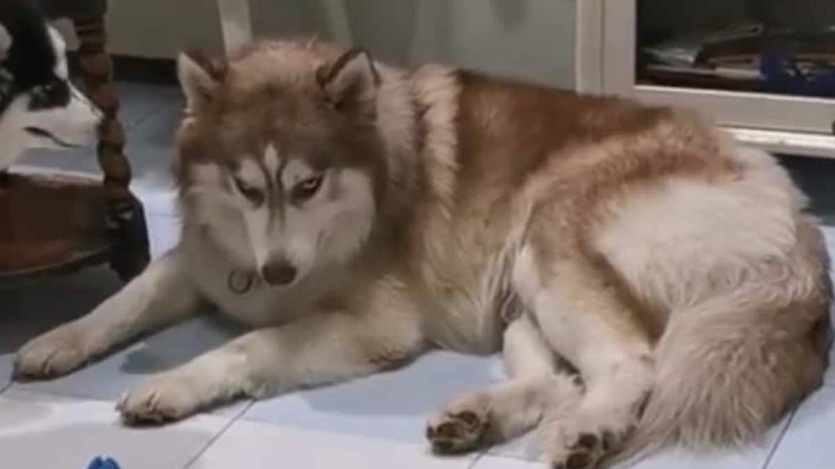 元気な子犬に囲まれるも 眠気maxのお父さんハスキー 寝落ちギリギリで踏ん張る様子に エールを送らずにいられない Buzzmag