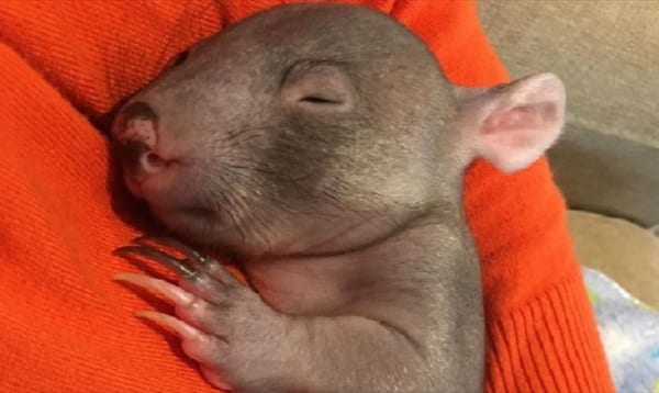 交通事故で命を落としたウォンバット そのお腹の袋には 独りぼっちで残された 赤ちゃん が生きていた Buzzmag