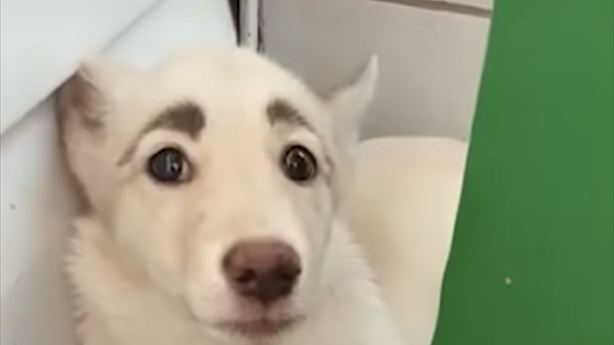 シベリアンハスキーのミックス犬が持って生まれた 眉毛の模様 それが彼女に 幸運 を呼んだ Buzzmag
