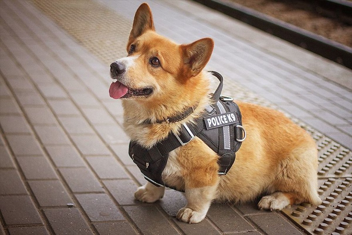 珍しいウェルシュコーギーの警察犬 身体の小ささを補って余りある 超一流の才能 で 9年間ものロングキャリアを努め上げた Buzzmag