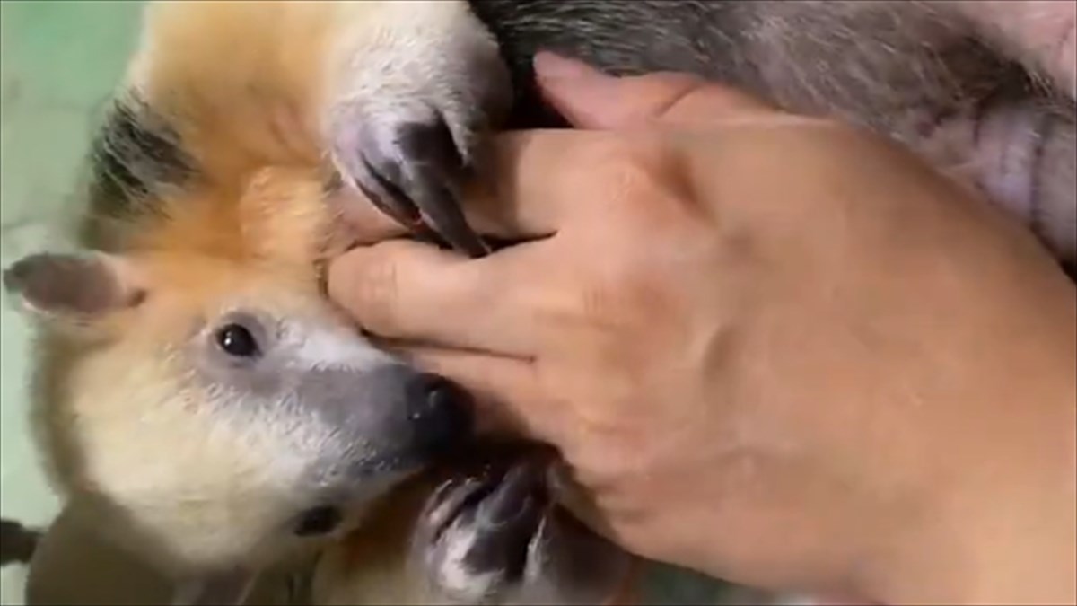 可愛すぎて涙が出る 動物園が投稿した アリクイ の動画に 悶絶 Buzzmag