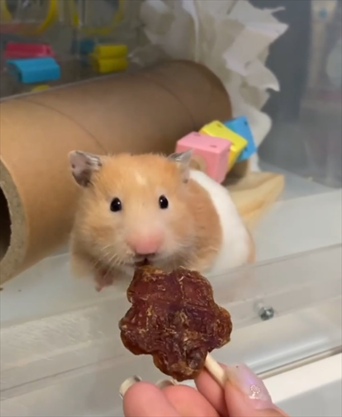 オヤツを何個ももらって大満足のハムスター と思いきや実は 真実 に気づいた直後の行動が 賢くてかわいい Buzzmag