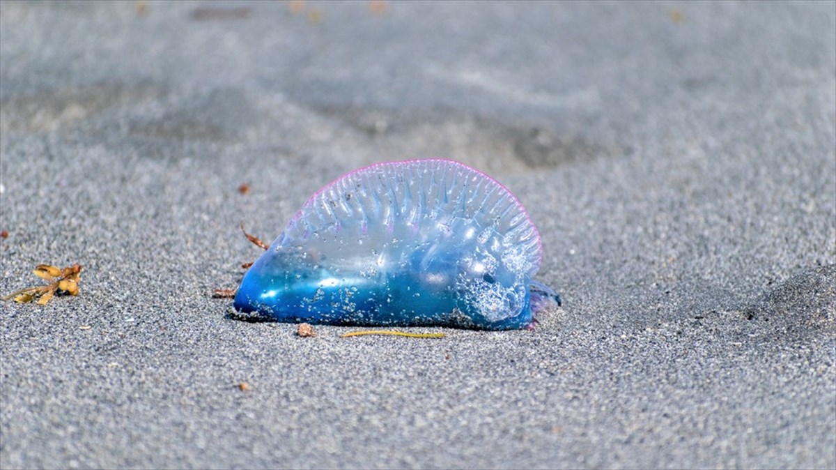 相模湾に『カツオノエボシ』が漂着。触れれば死亡するほどの猛毒に注意を BUZZmag