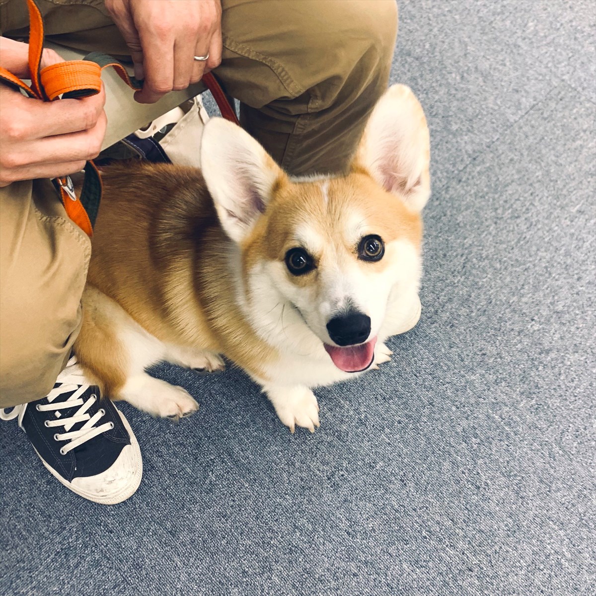 飼い主から 散歩へ行こう と言われたコーギーが 嬉しすぎて大はしゃぎした結果 ど どうしてこうなった Buzzmag