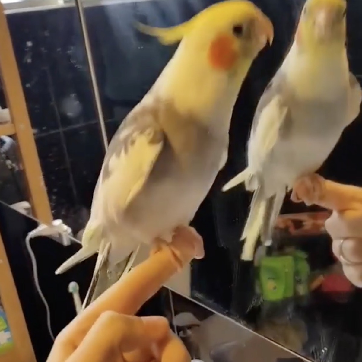 オカメインコ 動画 ことりのうた を歌うオカメインコのキラ君 歌が好きで となりのトトロ や 幸せなら手をたたこう まで ほっこりはん Amp Petmd Com