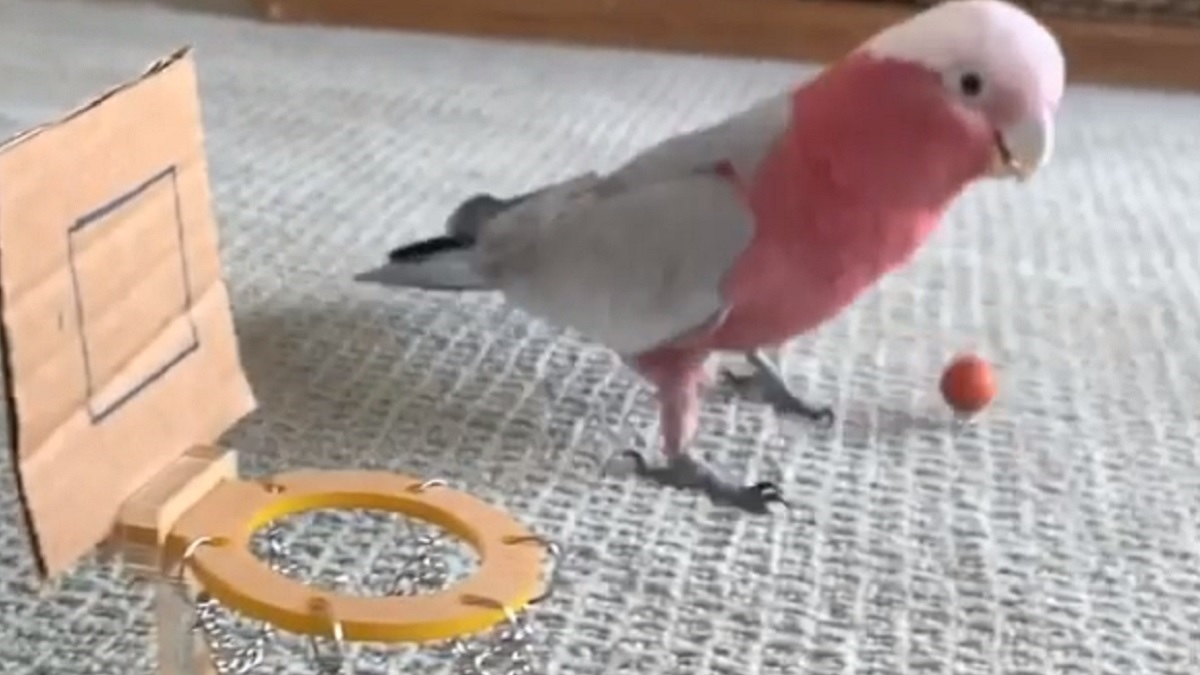 バスケットボールに挑戦するモモイロインコ ひと度 シュート に成功すると ハマってしまったようで こうなっちゃう Buzzmag