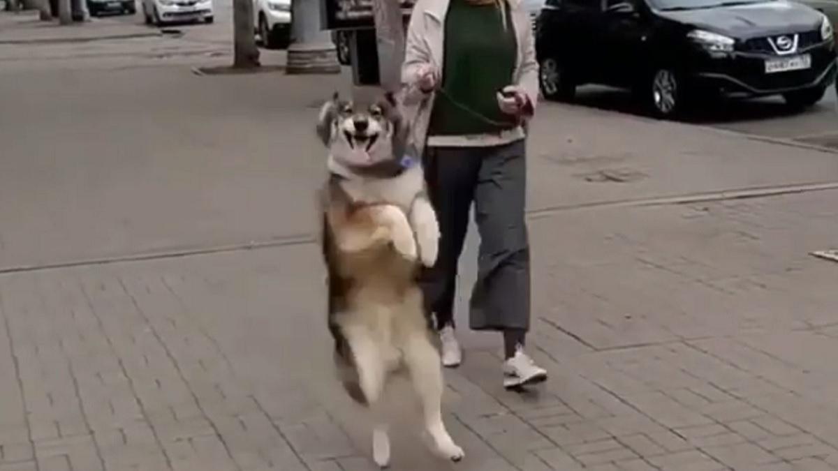 大好きな飼い主と散歩中のシベリアンハスキーが はしゃぎすぎるあまり 完璧な 二足歩行 を披露した Buzzmag