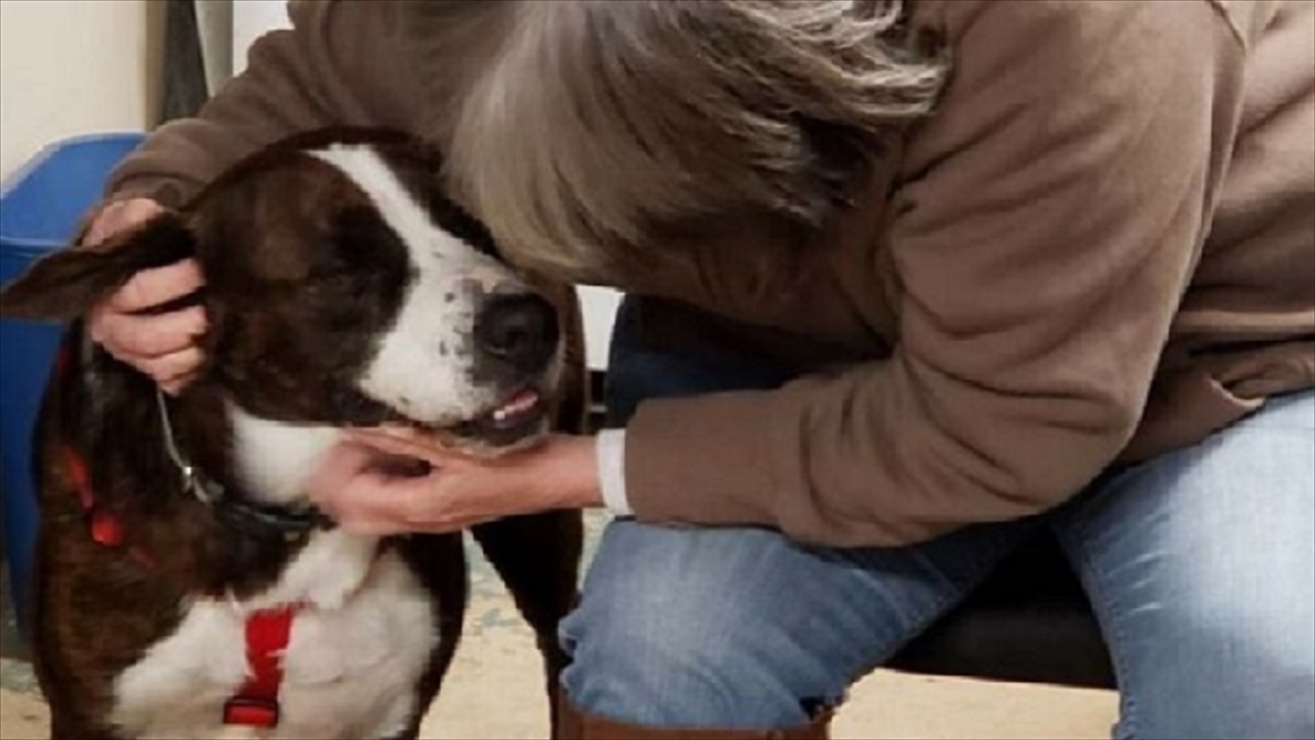 4年も施設で暮らしたセントバーナードのミックス犬は 生涯の家 に向け 2400kmの旅に出た Buzzmag